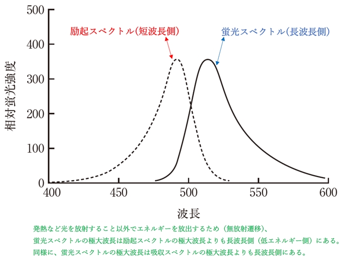 励起スペクトル，蛍光スペクトルとは　95回問25d